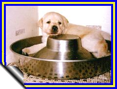 Labrador Puppy in Dog Dish